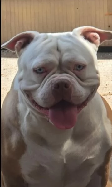 American bully | Foto 2