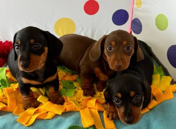  Cuccioli di Bassotto | Foto 0