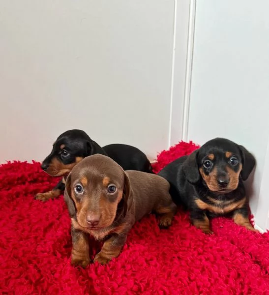 Cuccioli di Bassotto | Foto 4