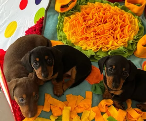 Cuccioli di Bassotto | Foto 4