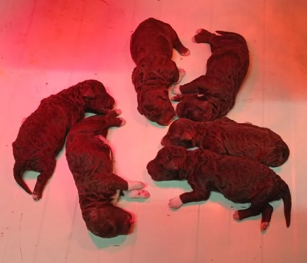 Cuccioli di Lagotto Romagnolo | Foto 1