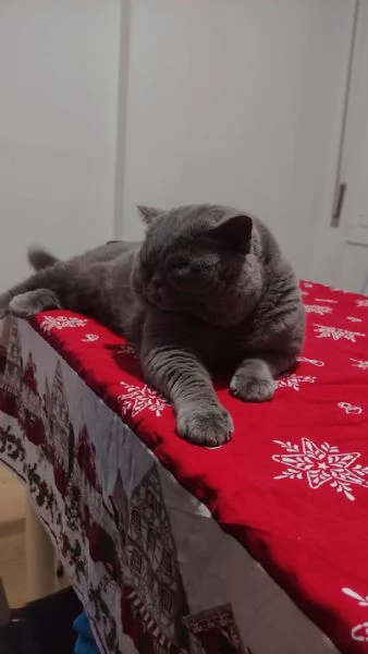 Scottish straight per MONTA  | Foto 2