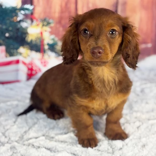 Bassotto nana cuccioli maschio e femmina | Foto 0