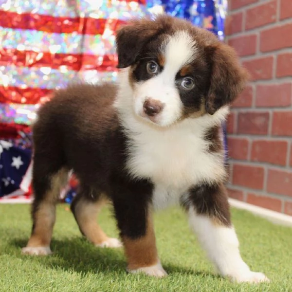 Australian Shepherd cuccioli maschio e femmina | Foto 0