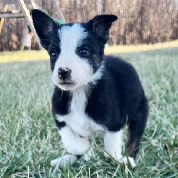 Border Collie cuccioli maschio e femmina | Foto 0