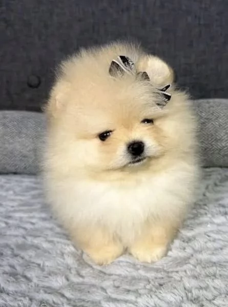 Regalo Pomeranian toy  | Foto 0