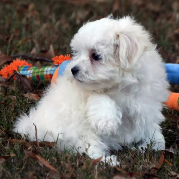 Regalo Maltese toy  cuccioli maschio e femmina