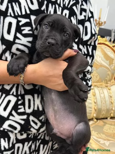 Regalo cane Corso  cuccioli maschio e femmina | Foto 0