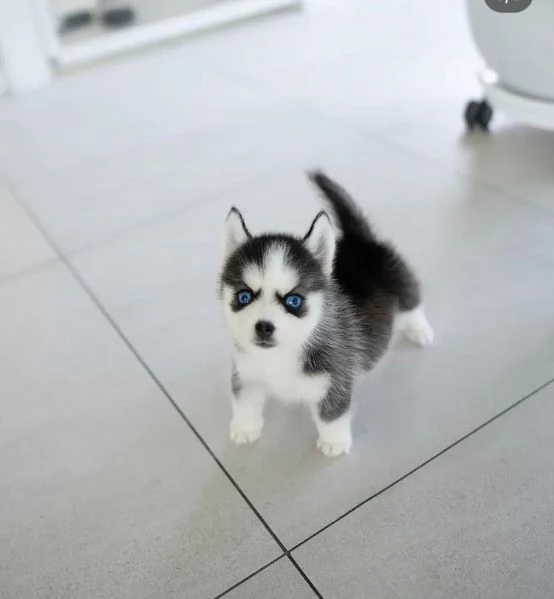 Regalo Siberian Husky cuccioli maschio e femmina | Foto 0
