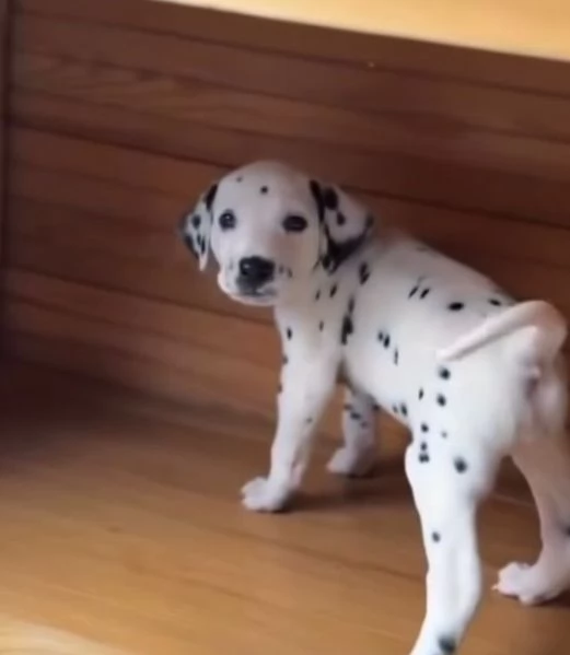 Regalo Dalmata cuccioli maschio e femmina