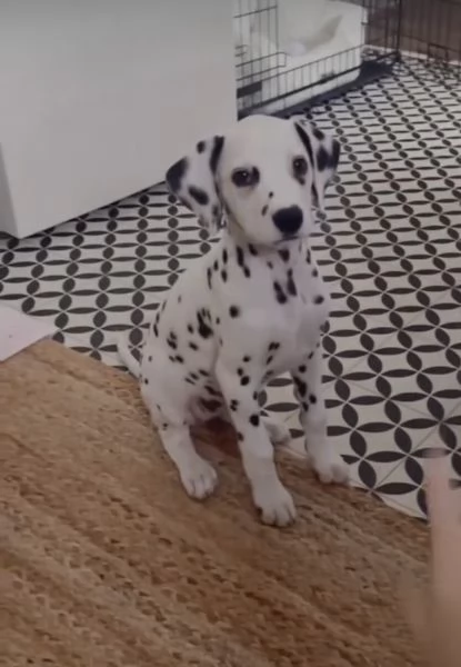 Regalo Dalmata cuccioli maschio e femmina | Foto 0