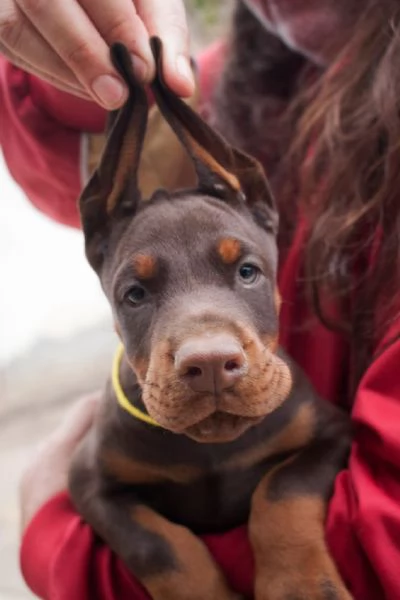 Regalo Dobermann cuccioli maschio e femmina | Foto 1