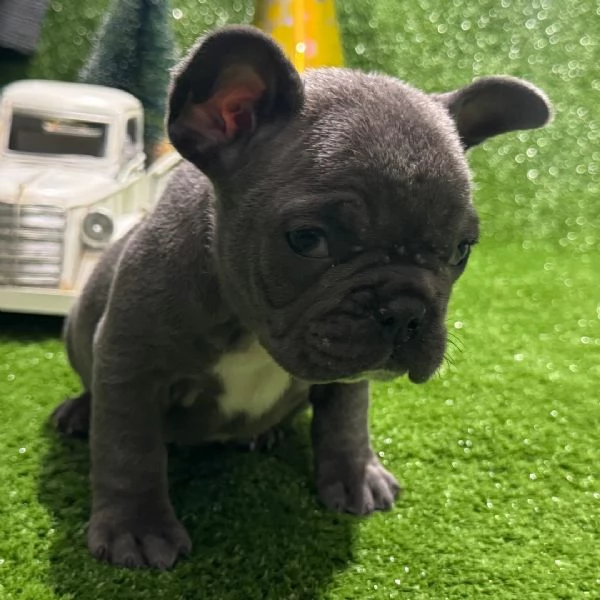 Bulldog Francese cuccioli maschio e femmina | Foto 0