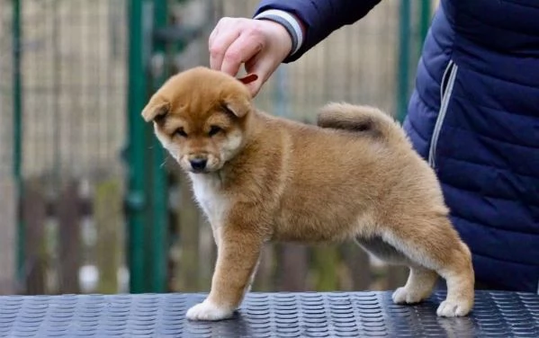  Shiba Inu cuccioli maschio e femmina | Foto 0