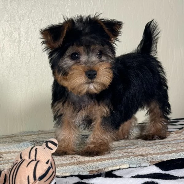  Yorkie 