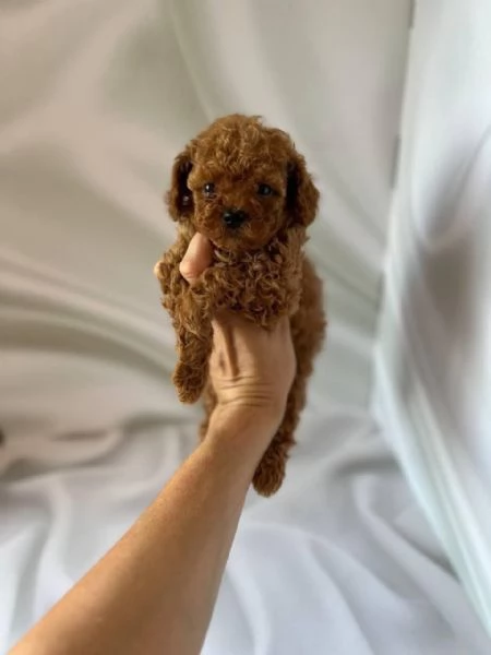  Barboncino  | Foto 0