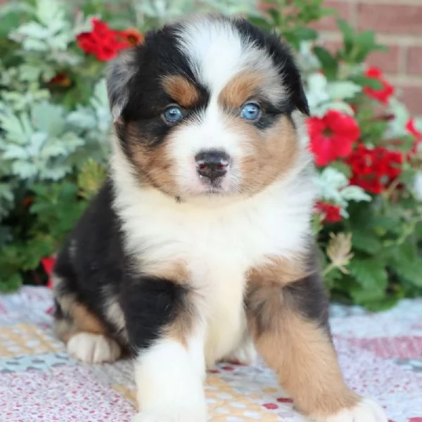  PASTOR AUSTRALIANO  | Foto 0