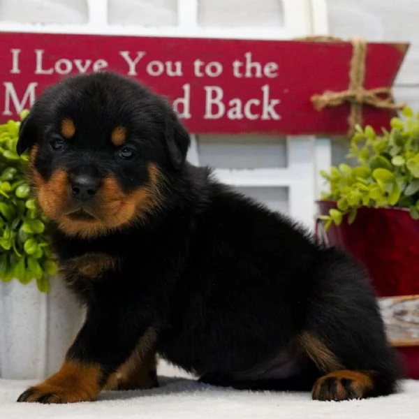  ROTTWEILER  | Foto 0