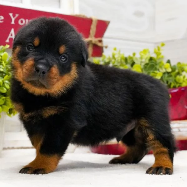  Rottweiler 