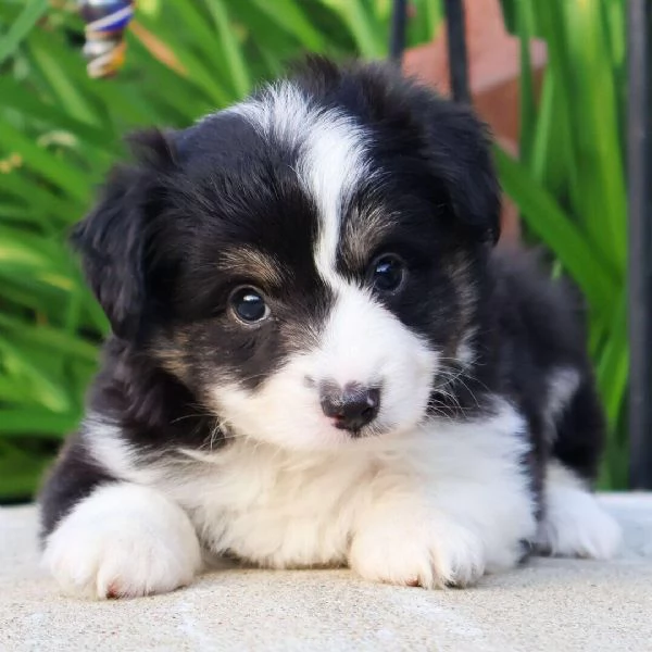 Australian Shepherd cuccioli maschio e femmina