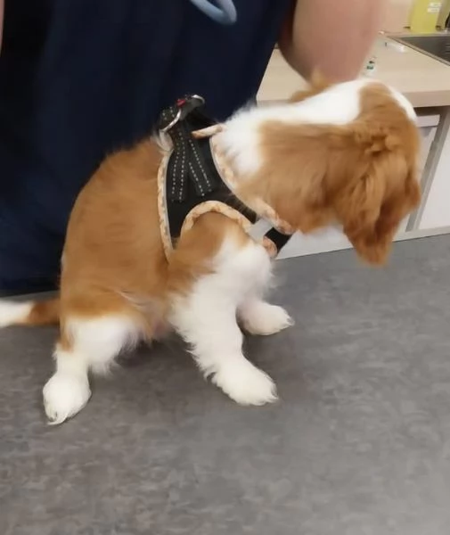 Cavalier King Charles cuccioli maschio e femmina | Foto 2