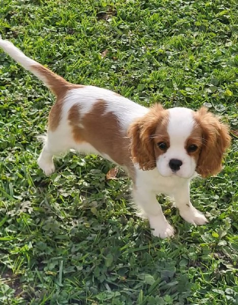 Cavalier King Charles cuccioli maschio e femmina