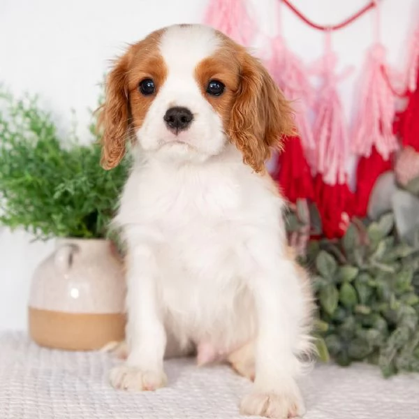 REGALO  Cavalier King Charles  | Foto 0