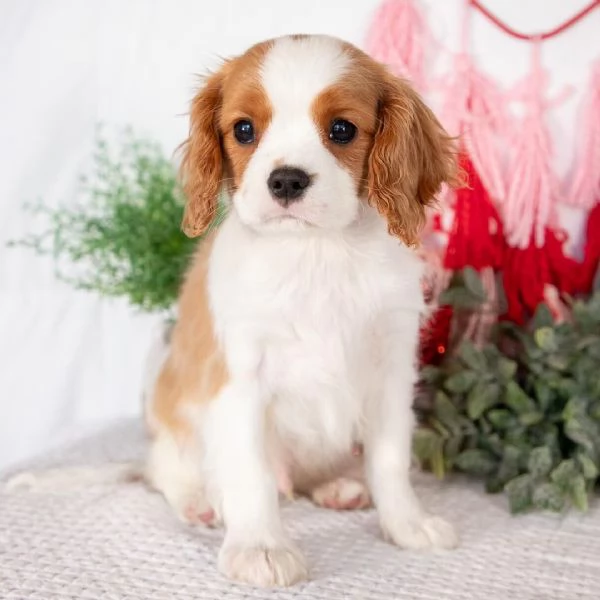REGALO  Cavalier King Charles 