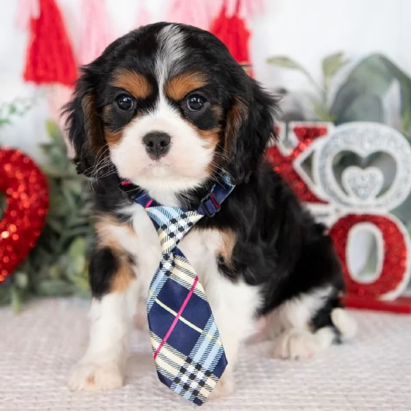 REGALO Cavalier King Charles 