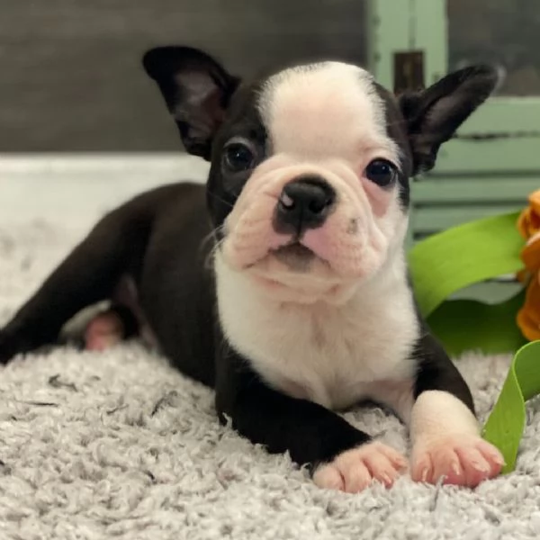 Boston terrier cuccioli maschio e femmina