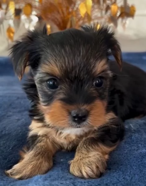 Yorkshire Terrier cuccioli maschio e femmina