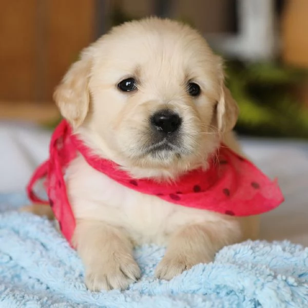  Golden Retriever  | Foto 0