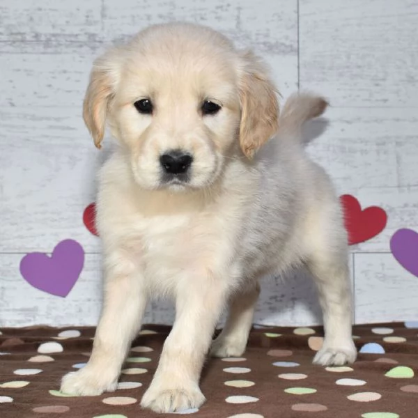    Golden Retriever | Foto 0