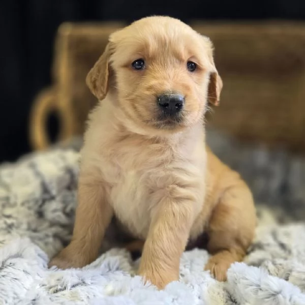  Golden Retriever  | Foto 0