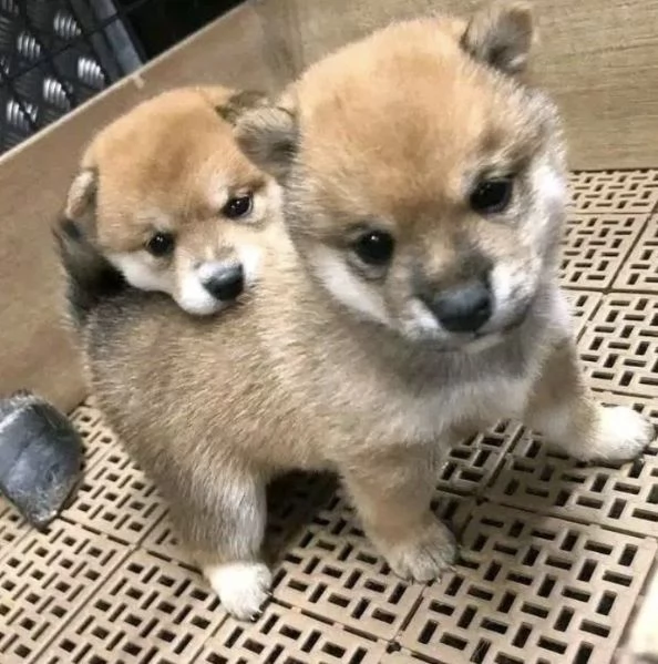 Akita inu cuccioli maschio e femmina | Foto 0