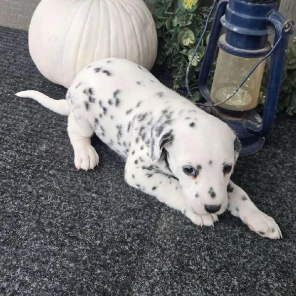  Dalmata