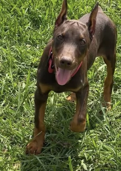 Dobermann cuccioli maschio e femmina | Foto 0