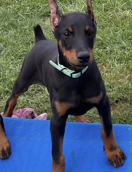 Dobermann cuccioli maschio e femmina