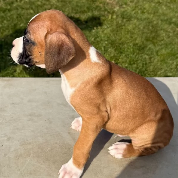 Boxer cuccioli maschio e femmina | Foto 1