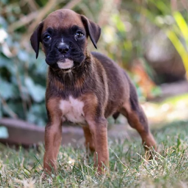 Boxer cuccioli maschio e femmina