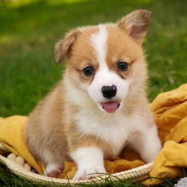 Regalo Welsh Corgi cuccioli maschio e femmina