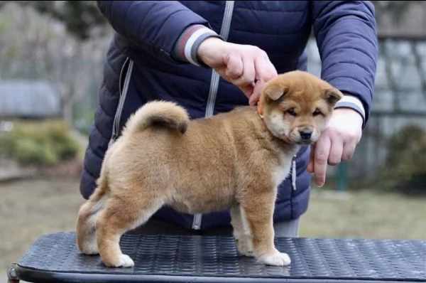 Shiba Inu cuccioli maschio e femmina