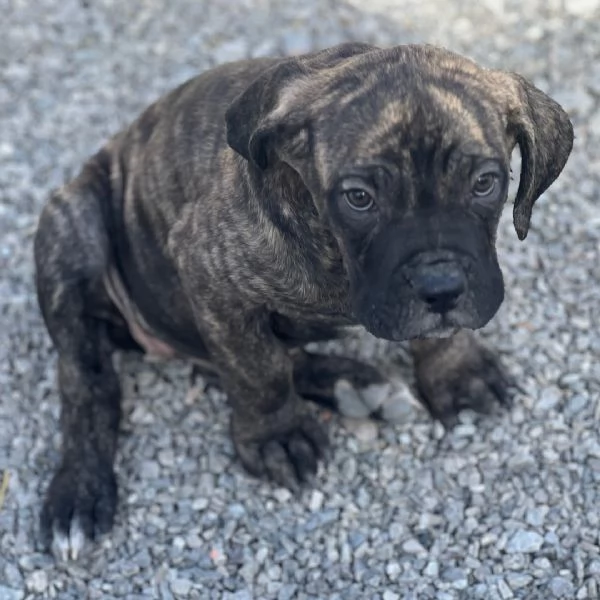 Cane Corso cuccioli maschio e femmina