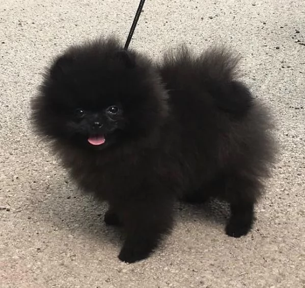Splitz Pomeranian cuccioli maschio e femmina | Foto 1