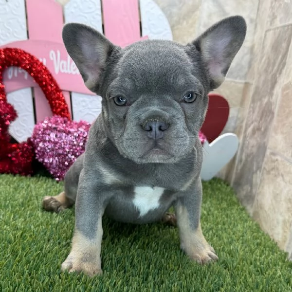 Bulldog Francese cuccioli maschio e femmina