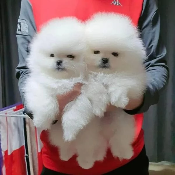 Volpino Pomeranian cuccioli maschio e femmina