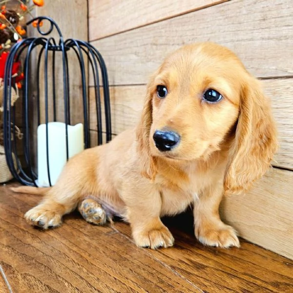 Bassotto cuccioli maschio e femmina | Foto 0