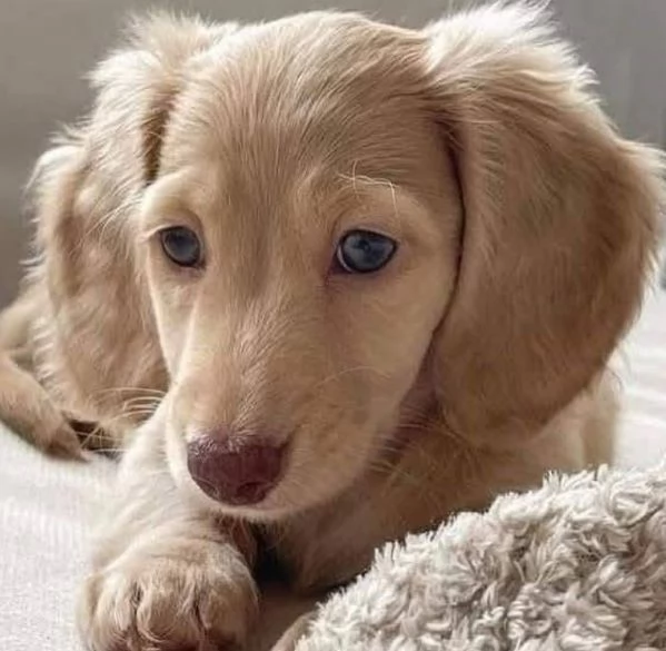 Bassotto cuccioli maschio e femmina