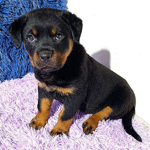 Rottweiler cuccioli maschio e femmina