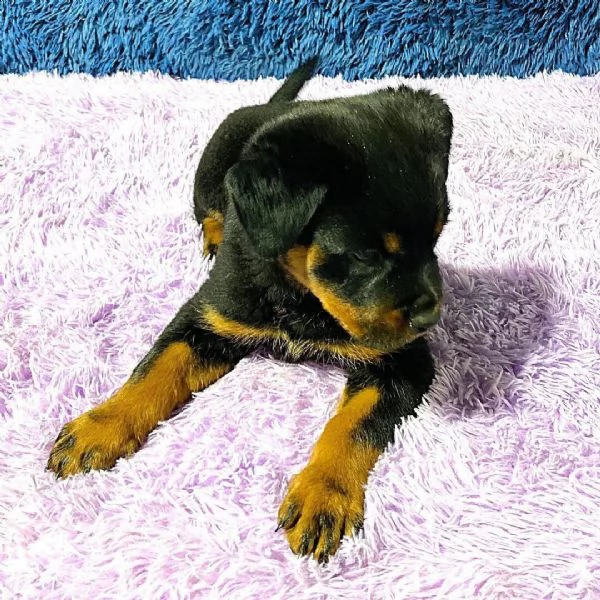 Rottweiler cuccioli maschio e femmina | Foto 0
